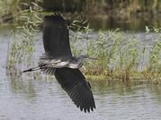 Tony Howes - Heron in Flight